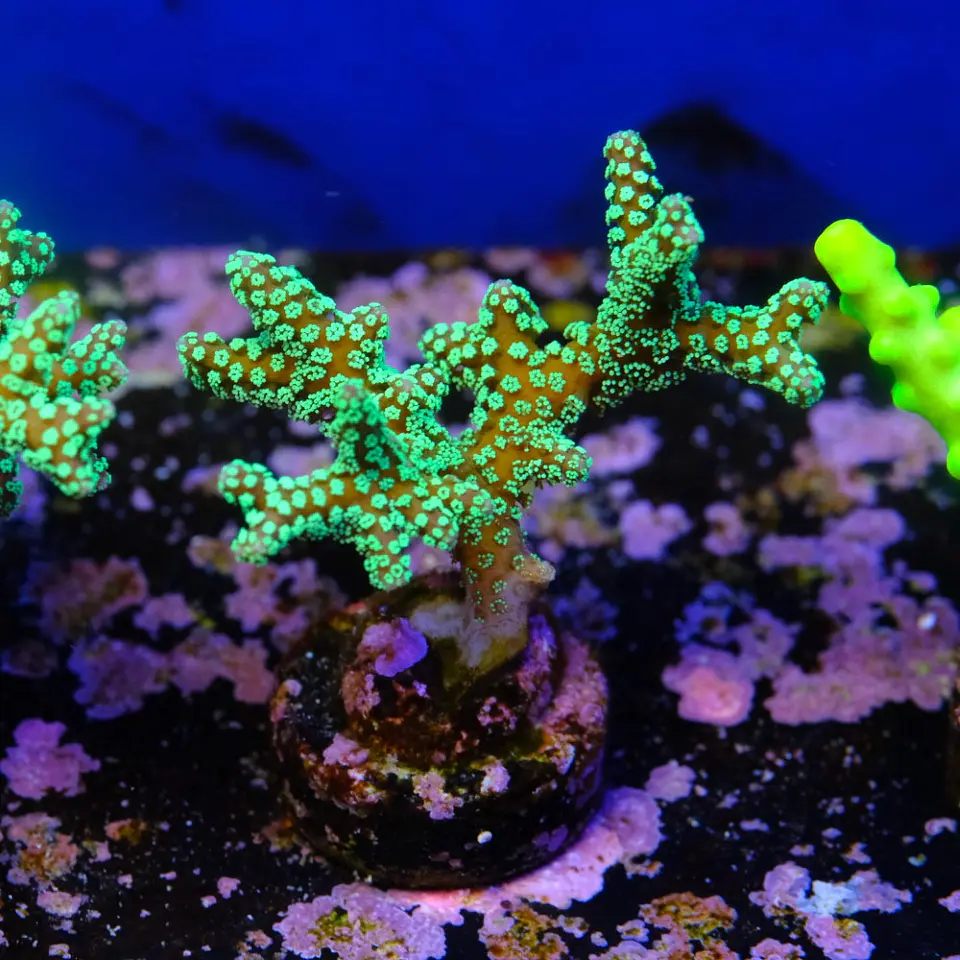 Seriatopora caledrium  2