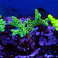 Seriatopora caledrium  - Thumbnail 1