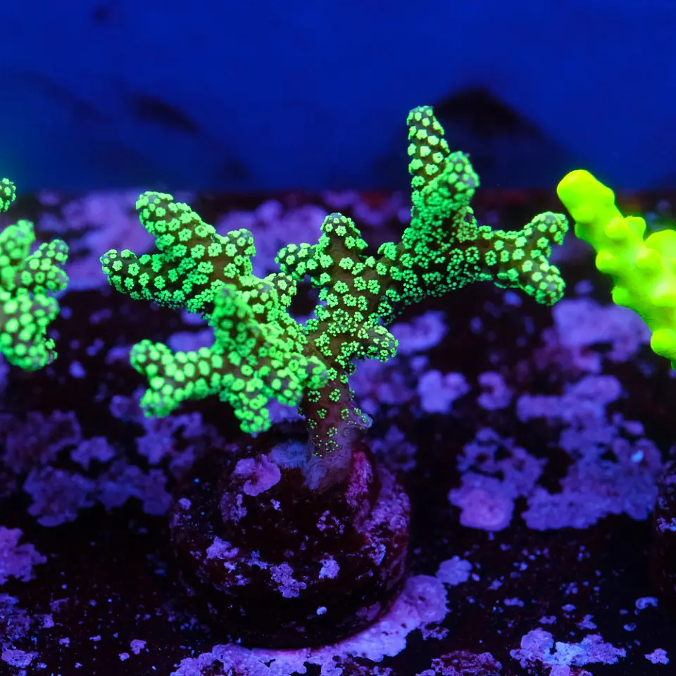 Seriatopora caledrium  1