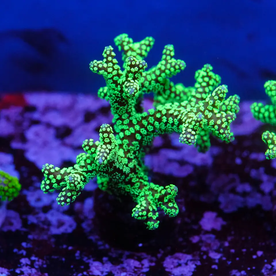 Seriatopora caledrium  1