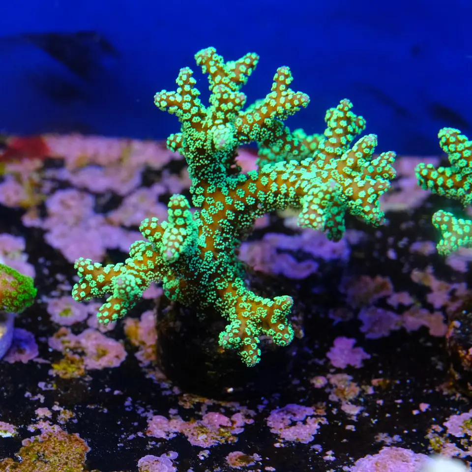 Seriatopora caledrium  2