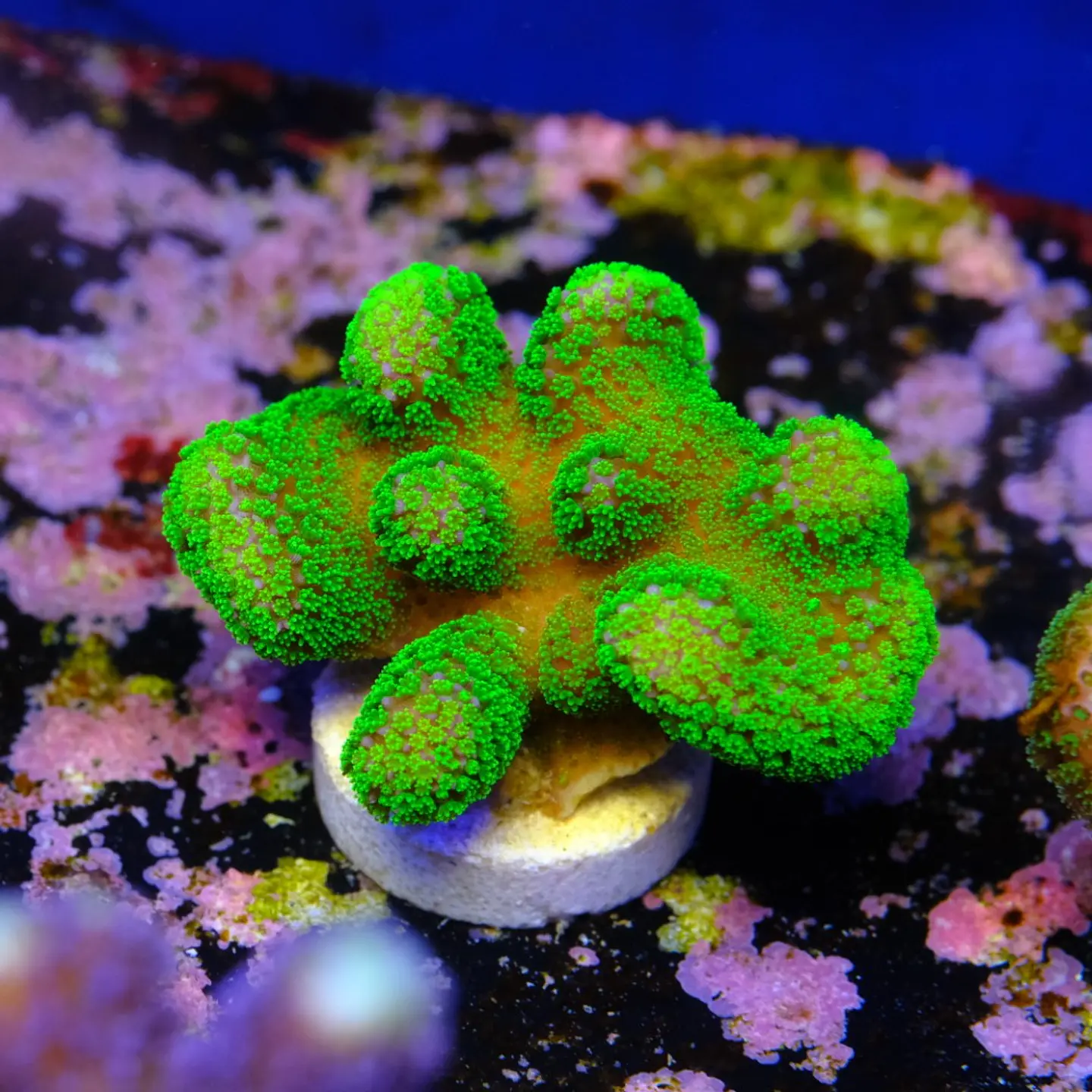 Stylophora Pistillata Green 1