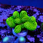 Stylophora Pistillata Green - Thumbnail 2