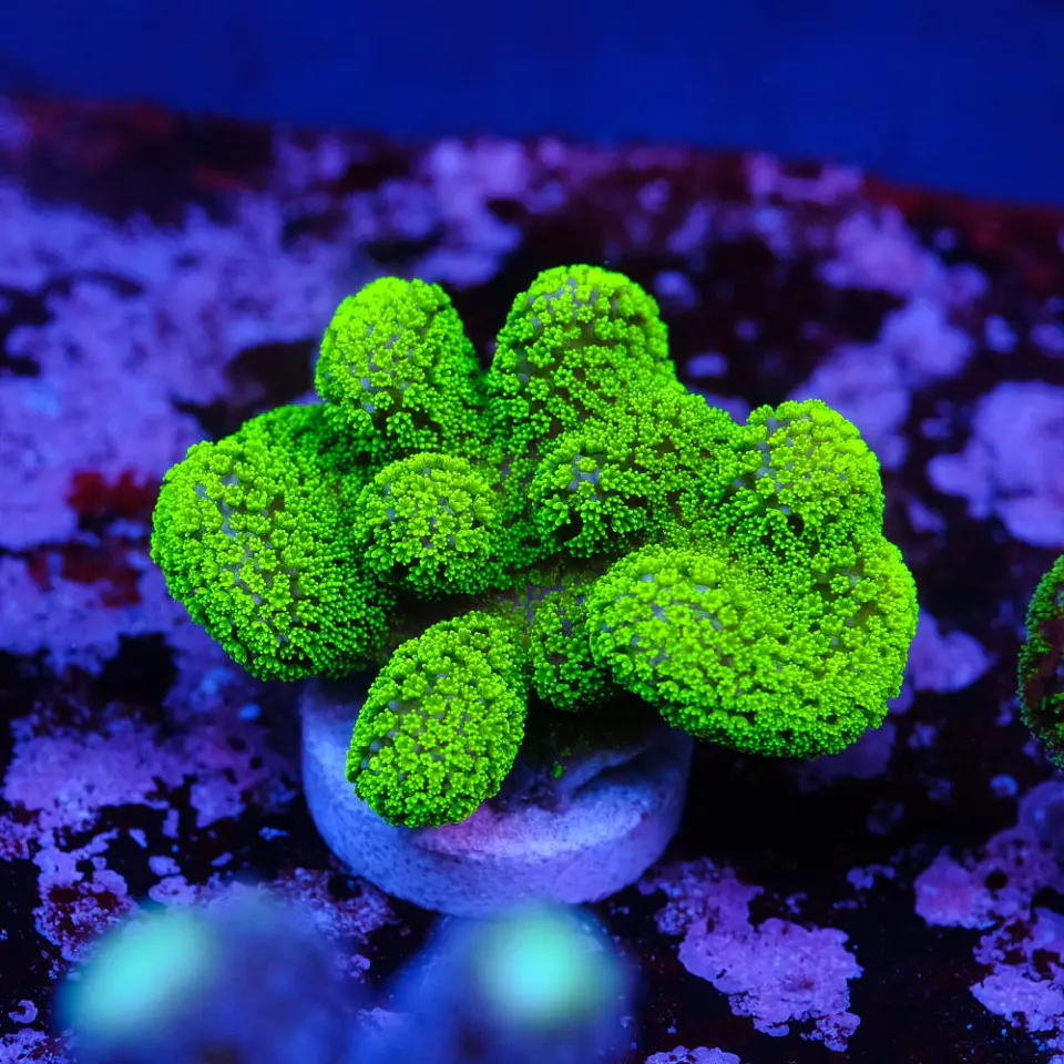 Stylophora Pistillata Green 2