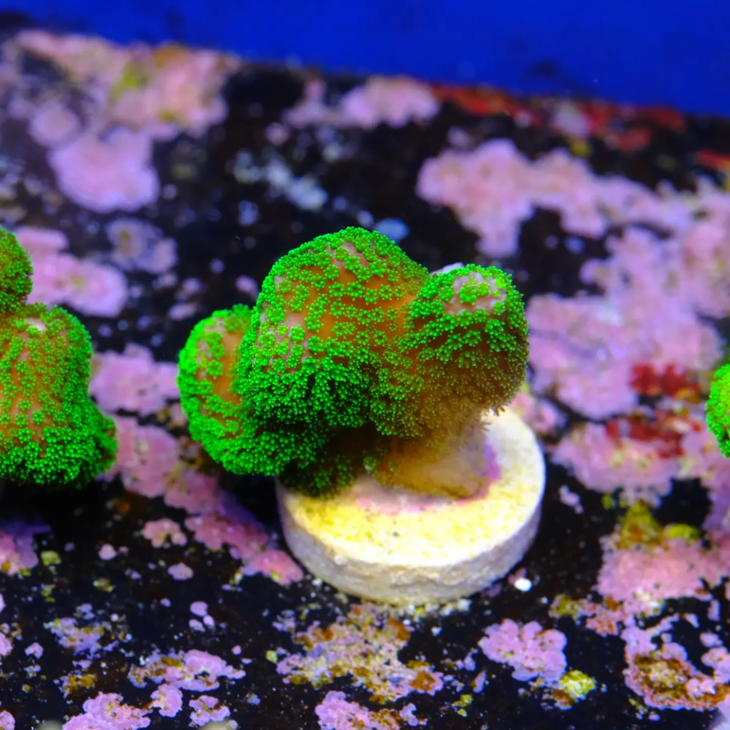 Stylophora Pistillata Green 1