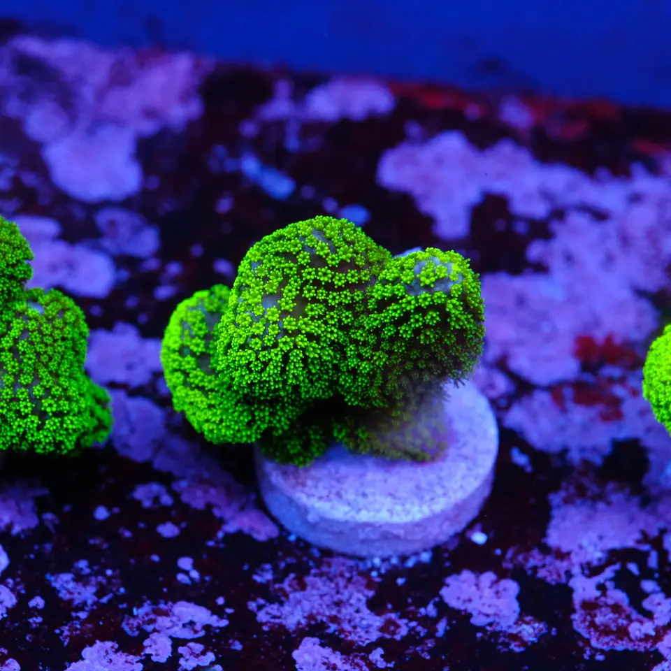Stylophora Pistillata Green 2
