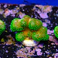 Stylophora Pistillata Green - Thumbnail 1