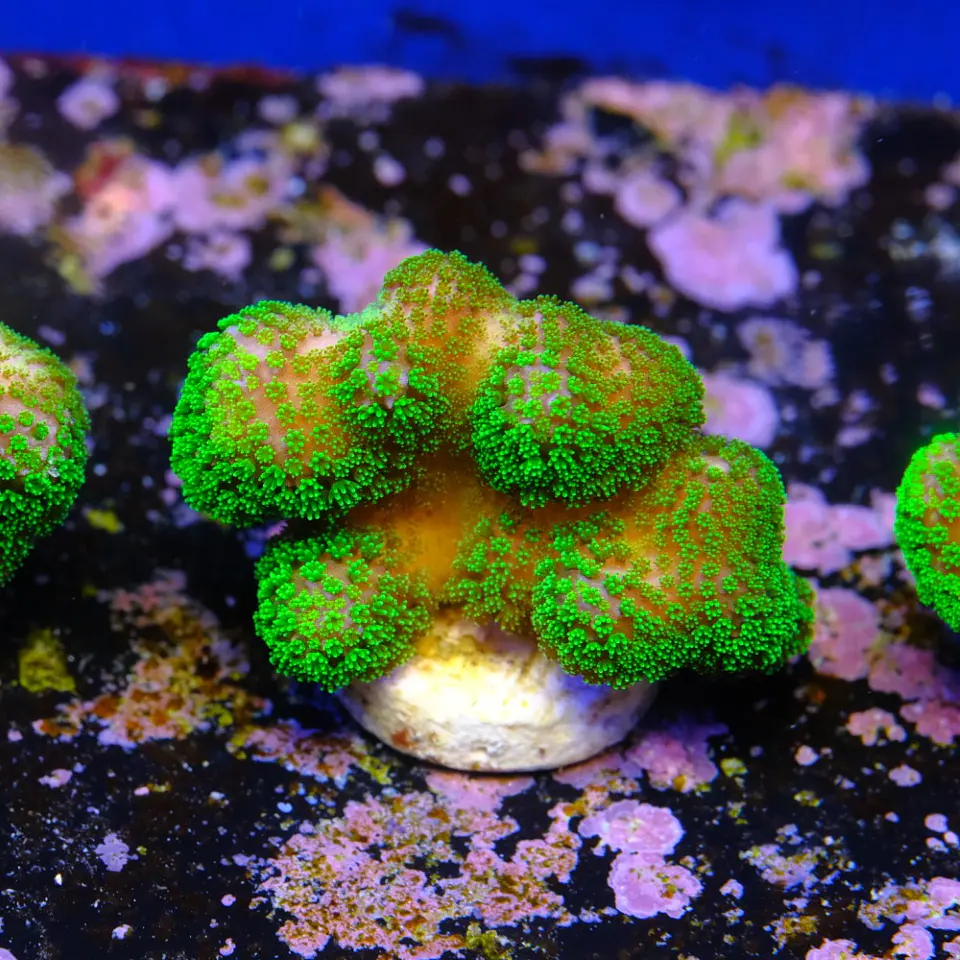 Stylophora Pistillata Green 1