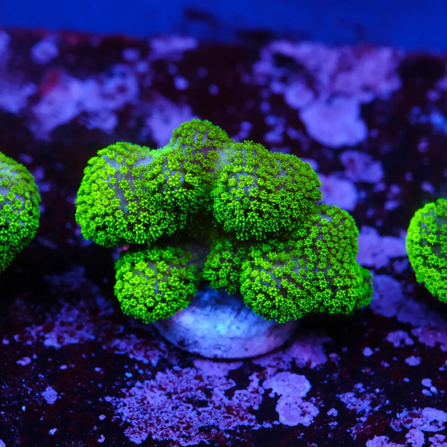 Stylophora Pistillata Green 2
