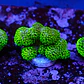 Stylophora Pistillata Green - Thumbnail 2
