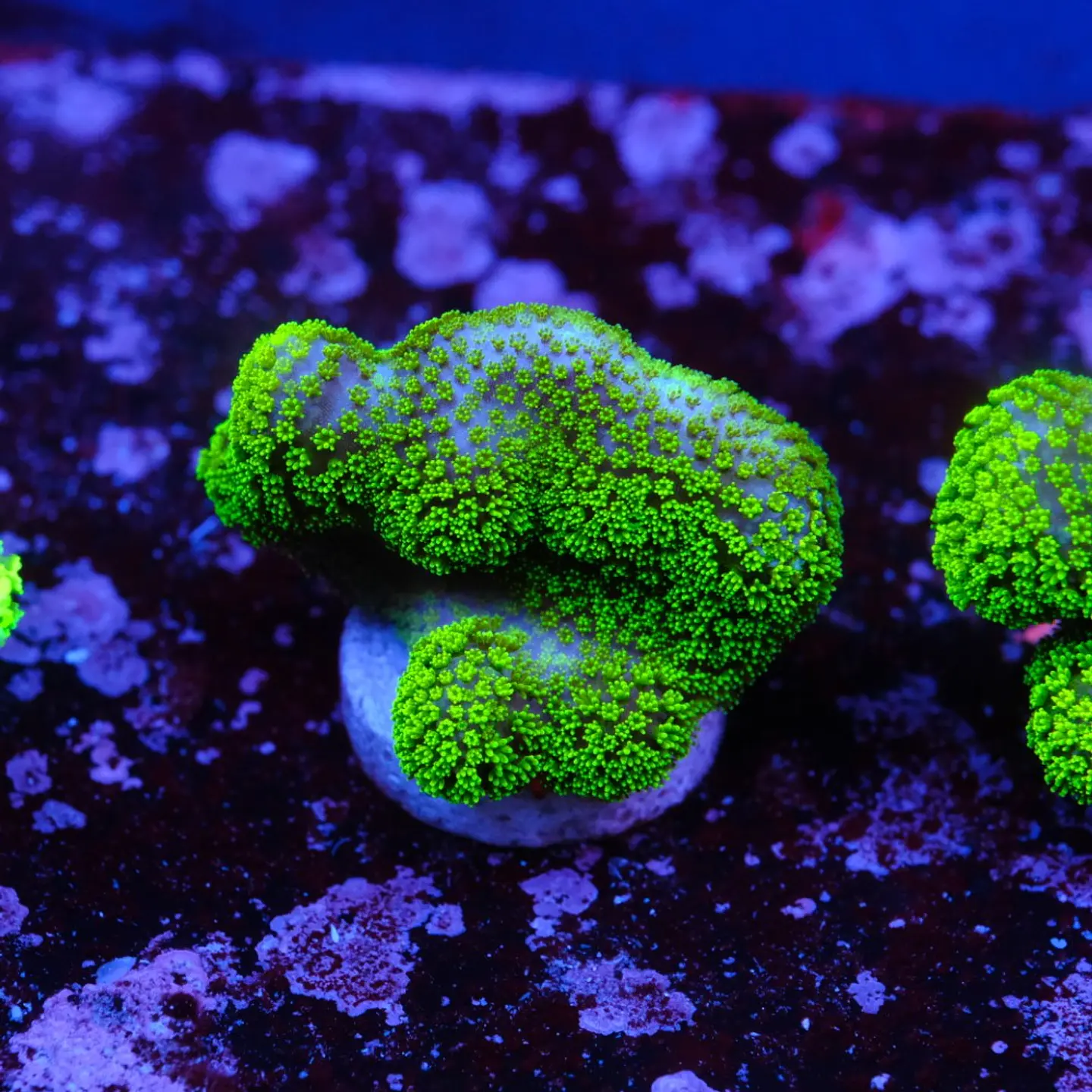 Stylophora Pistillata Green 2