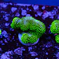 Stylophora Pistillata Green - Thumbnail 2