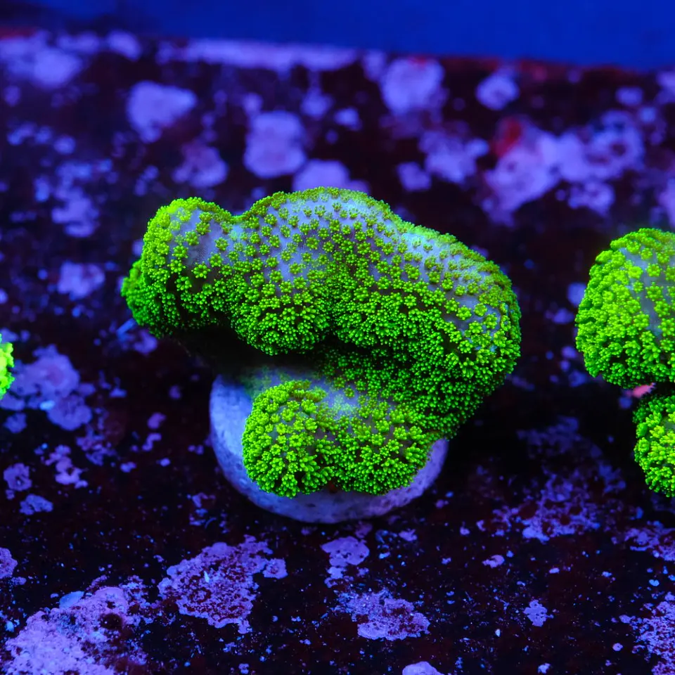 Stylophora Pistillata Green 2