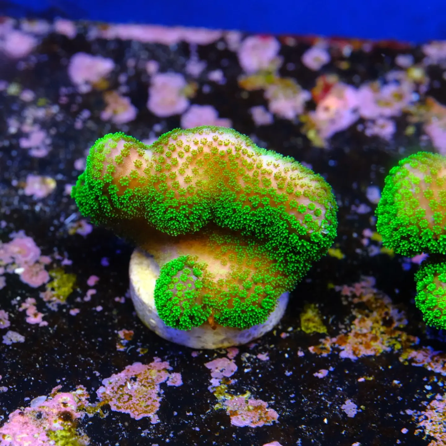 Stylophora Pistillata Green 1