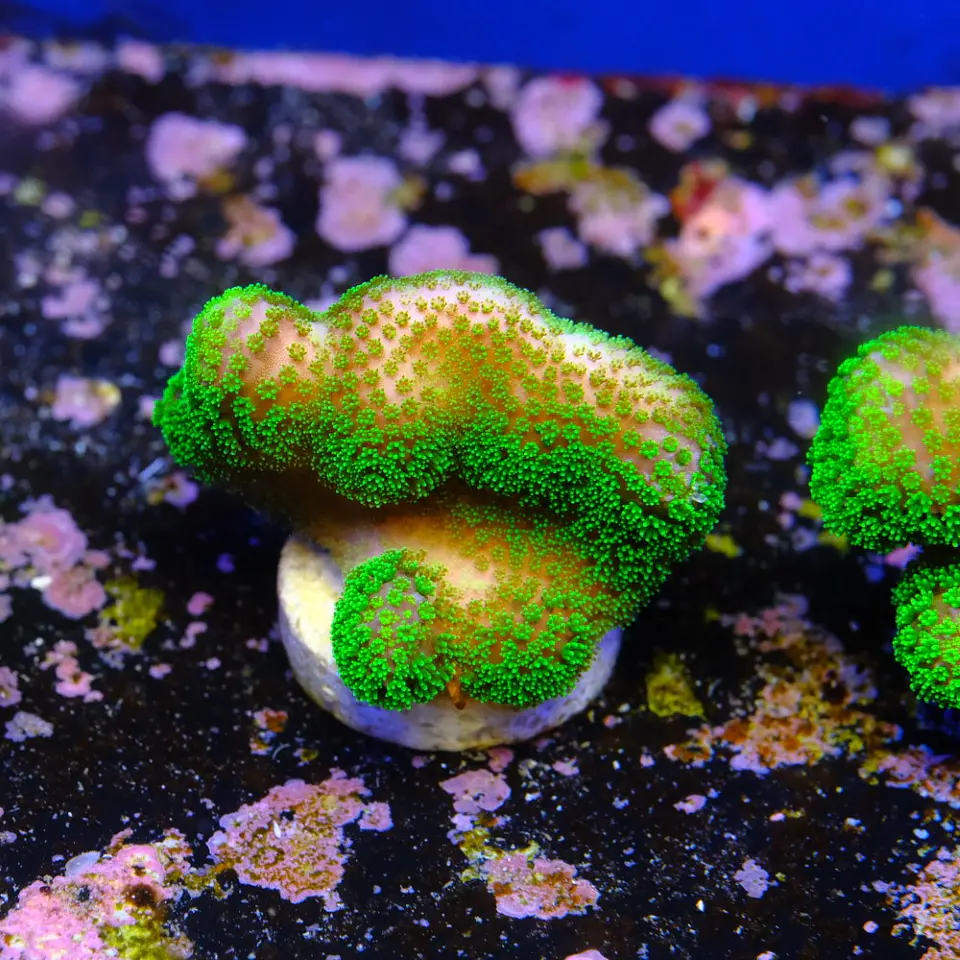 Stylophora Pistillata Green 1