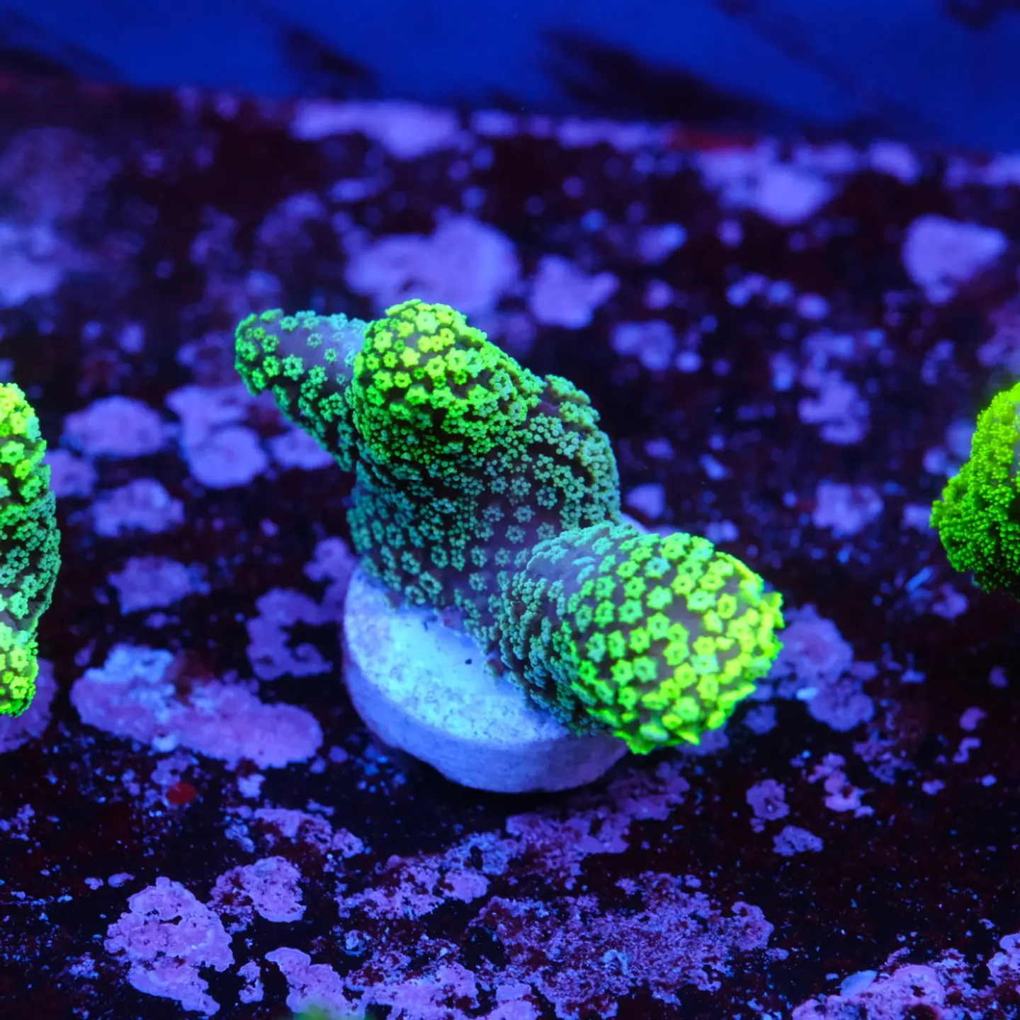 Stylophora Pistillata Green 2