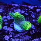 Stylophora Pistillata Green - Thumbnail 2