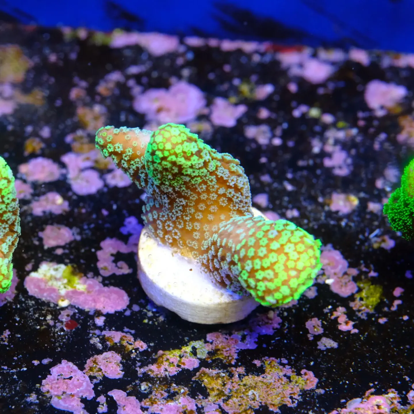 Stylophora Pistillata Green 1