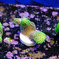 Stylophora Pistillata Green - Thumbnail 1