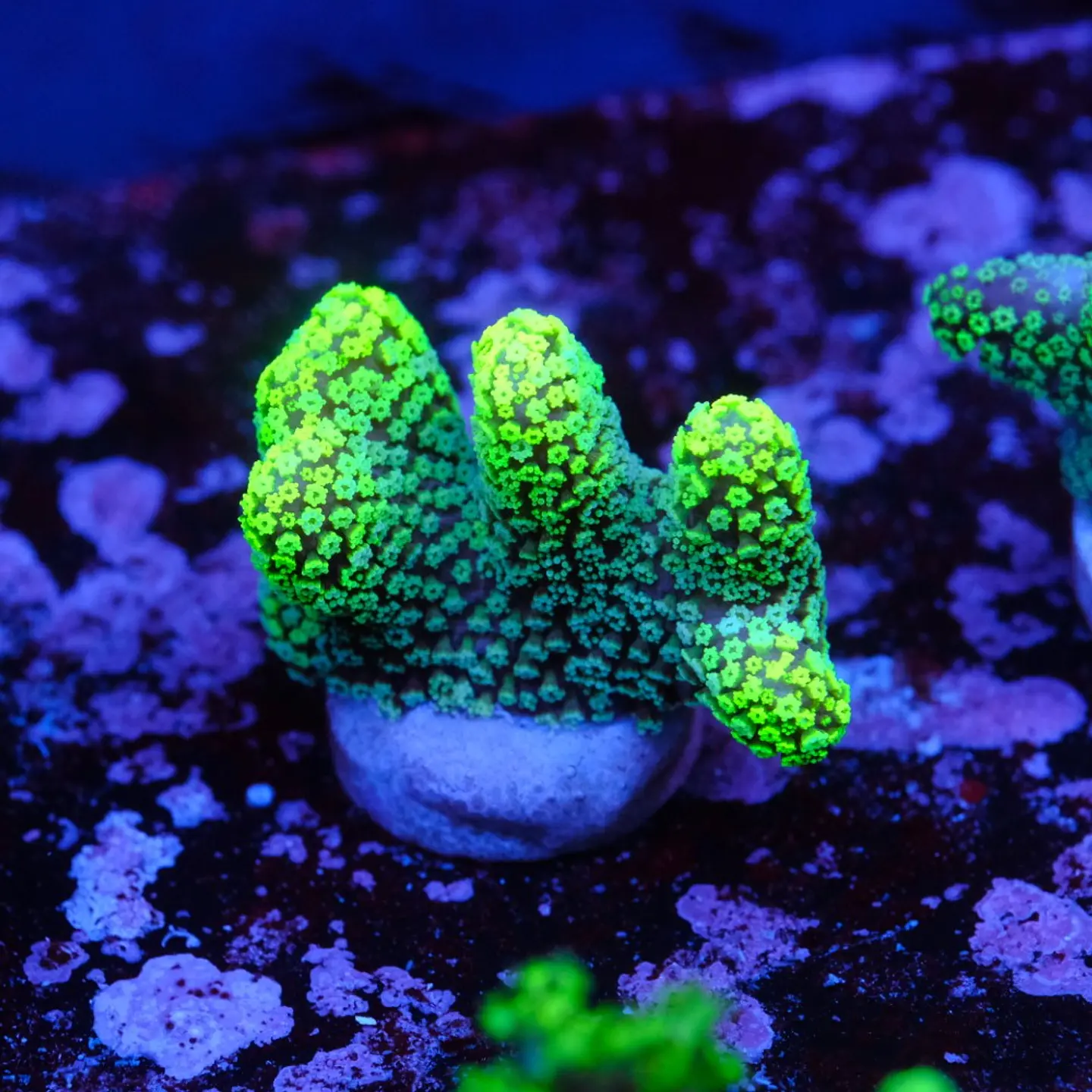 Stylophora Pistillata Green 2