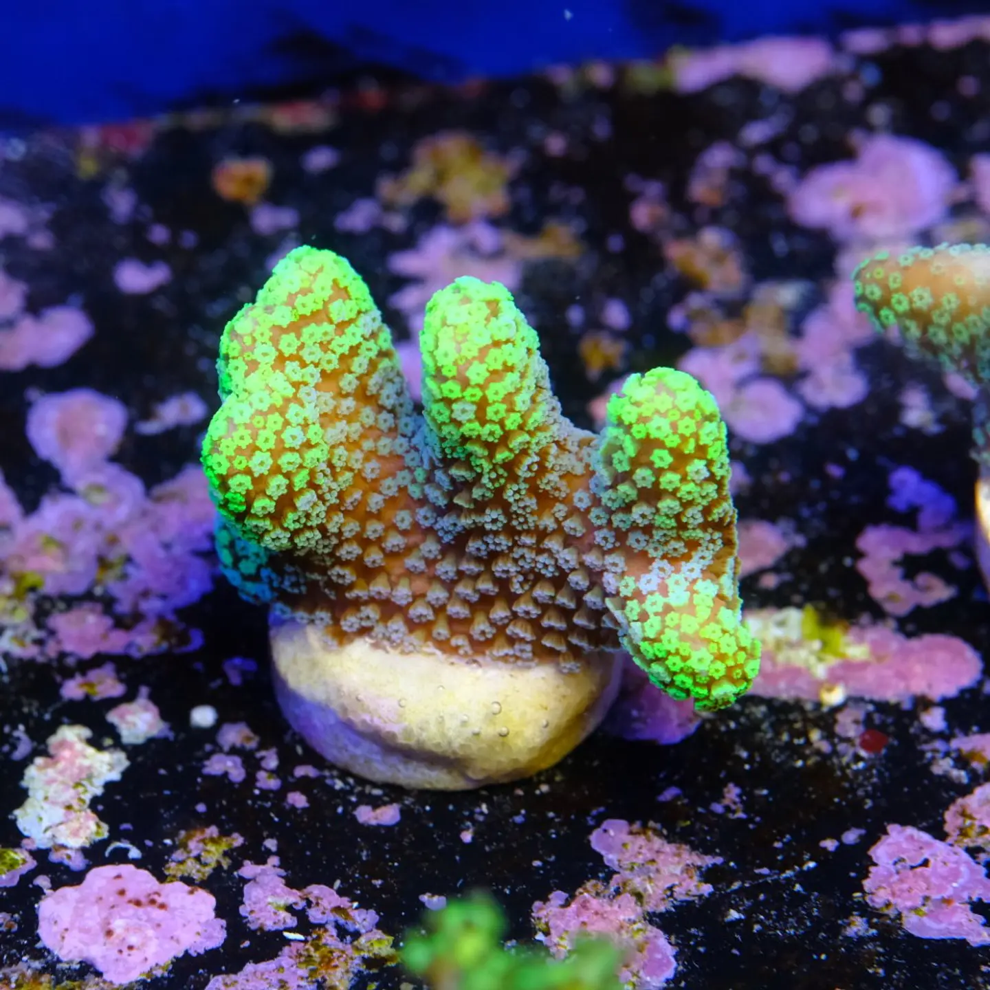 Stylophora Pistillata Green 1