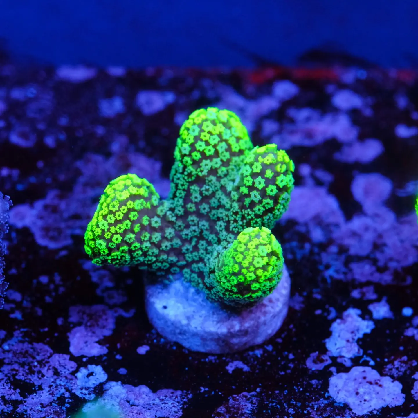 Stylophora Pistillata Green 2