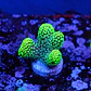 Stylophora Pistillata Green - Thumbnail 2