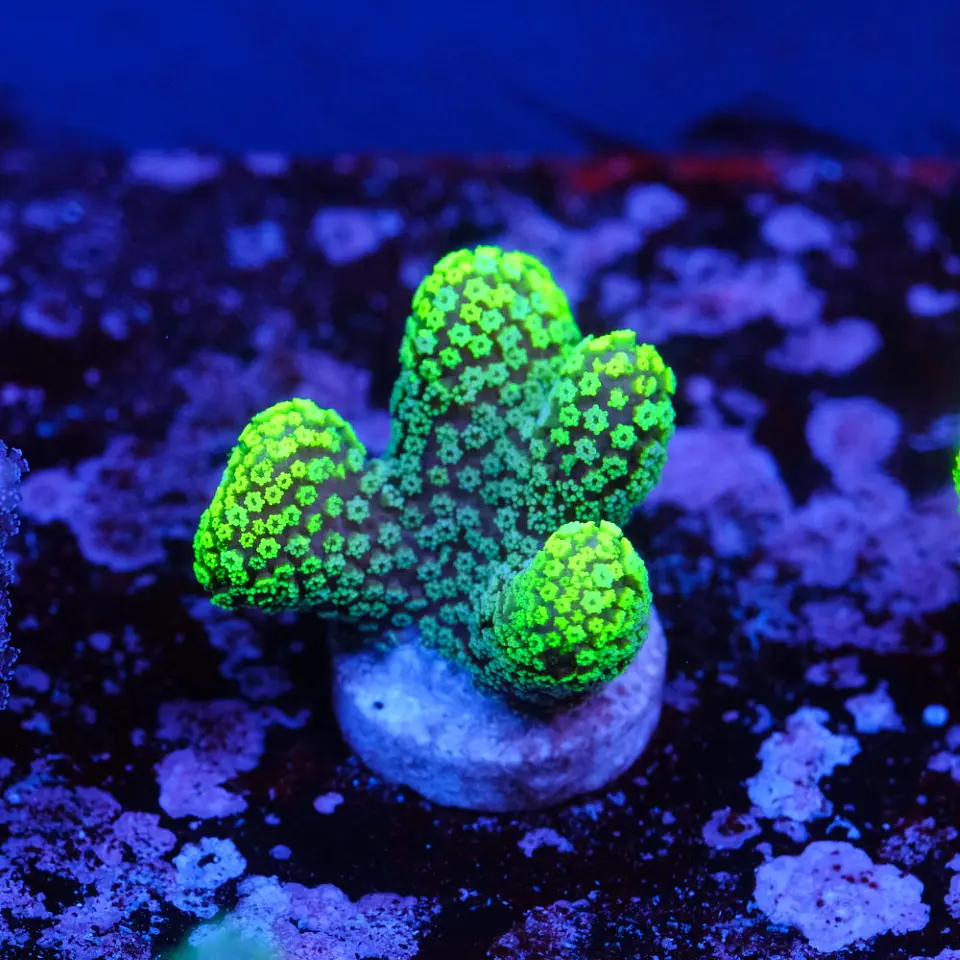 Stylophora Pistillata Green 2