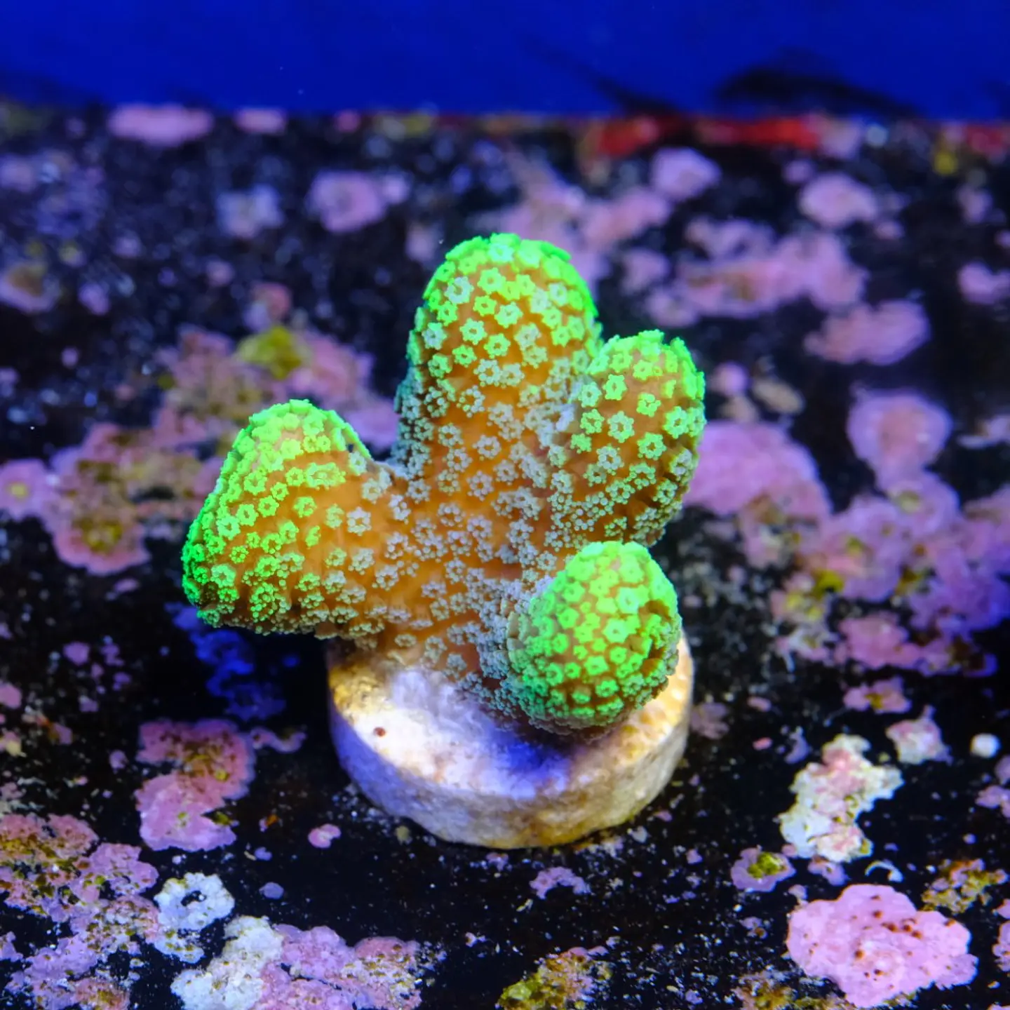 Stylophora Pistillata Green 1