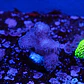Stylophora pistillata pink - Thumbnail 2