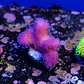 Stylophora pistillata pink - Thumbnail 1