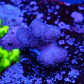 Stylophora pistillata pink - Thumbnail 2
