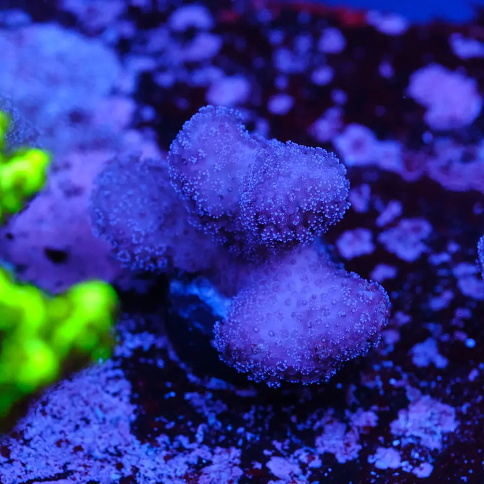 Stylophora pistillata pink 2