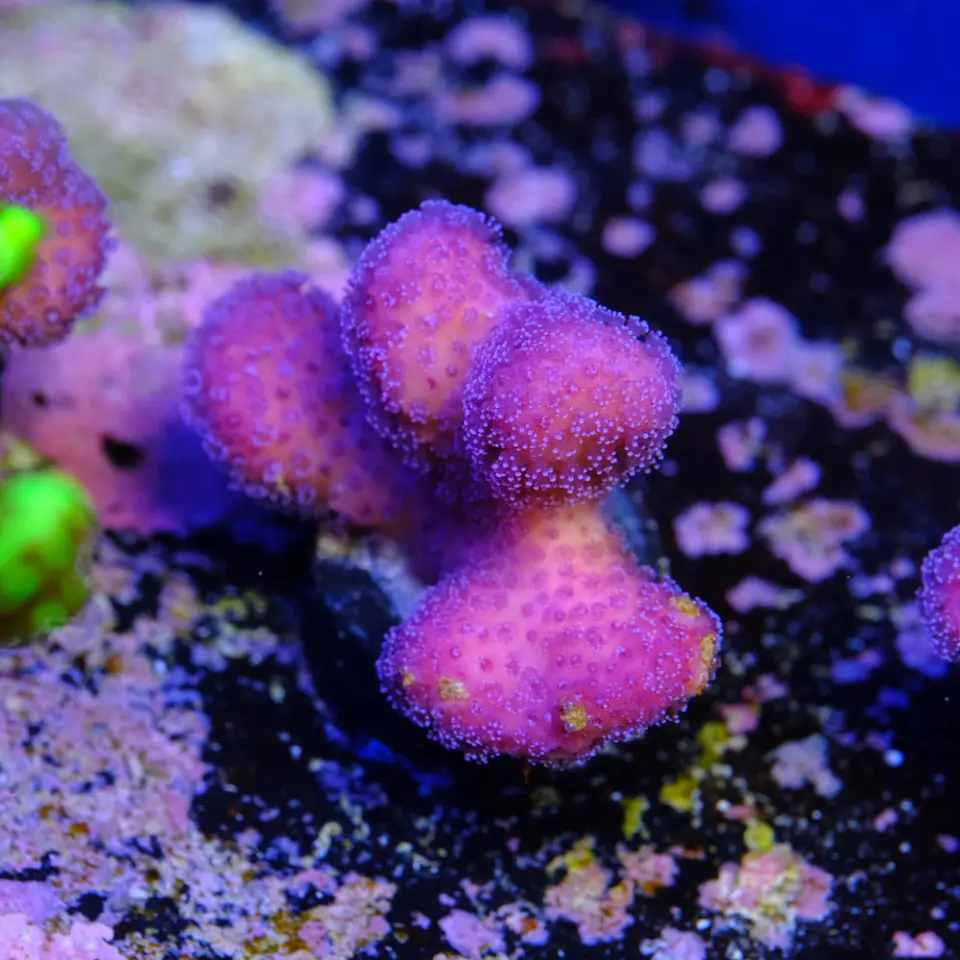 Stylophora pistillata pink 1