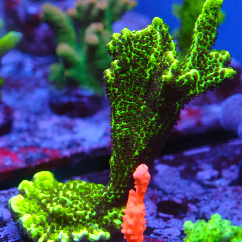 Montipora confusa 1