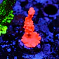 Montipora setosa - Thumbnail 2