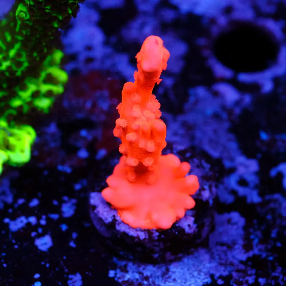 Montipora setosa 2