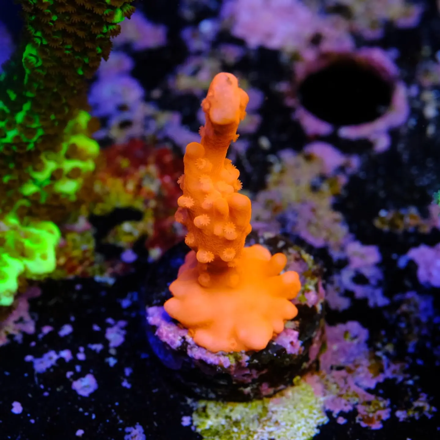 Montipora setosa 1