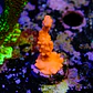 Montipora setosa - Thumbnail 1