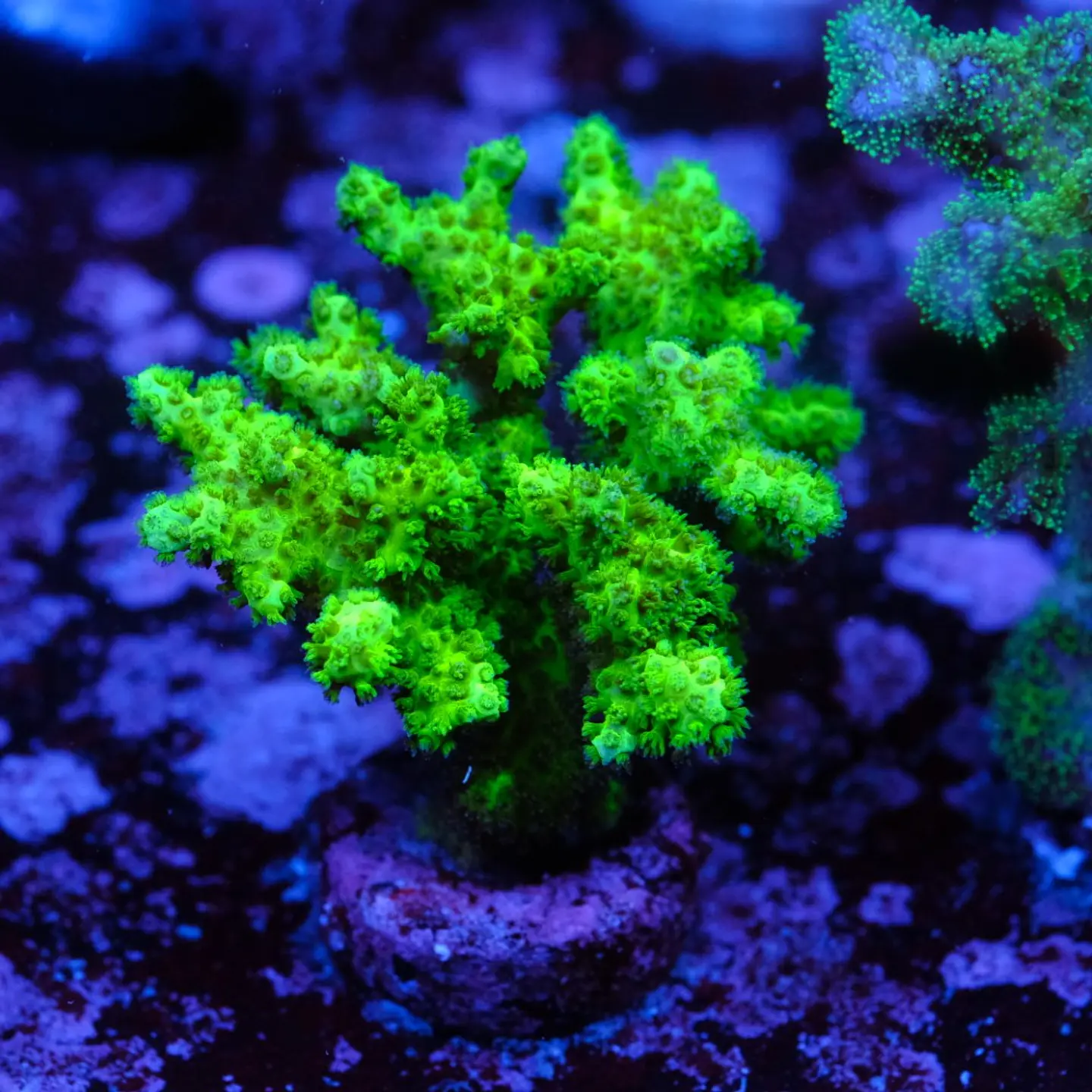 Pocilopora damicornis green 2