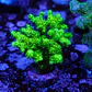 Pocilopora damicornis green - Thumbnail 2