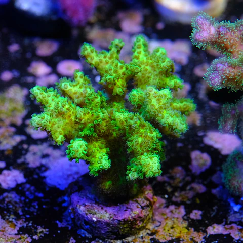 Pocilopora damicornis green