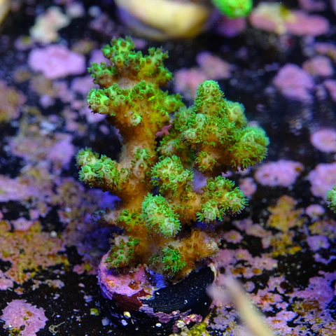 Pocilopora damicornis