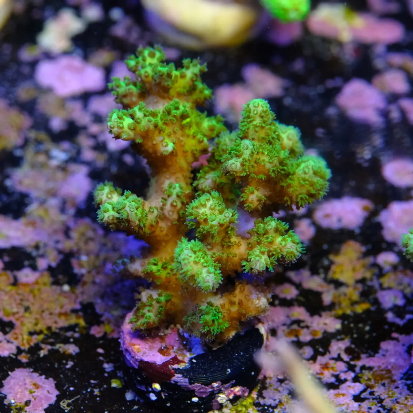 Pocilopora damicornis 1
