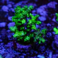 Pocilopora damicornis green - Thumbnail 2