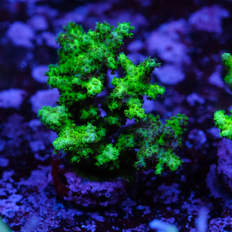 Pocilopora damicornis green 2