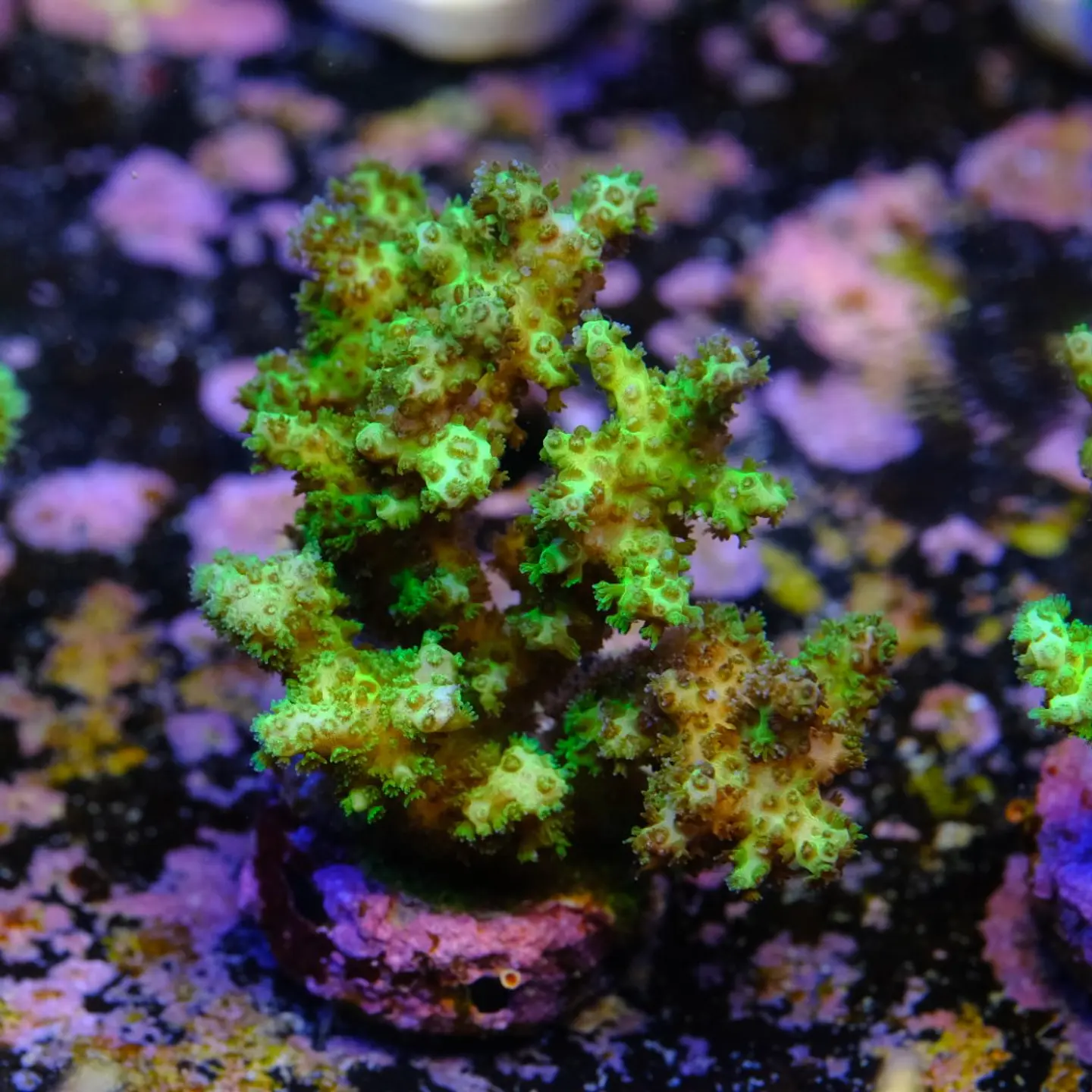 Pocilopora damicornis green 1