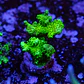 Pocilopora damicornis green - Thumbnail 2