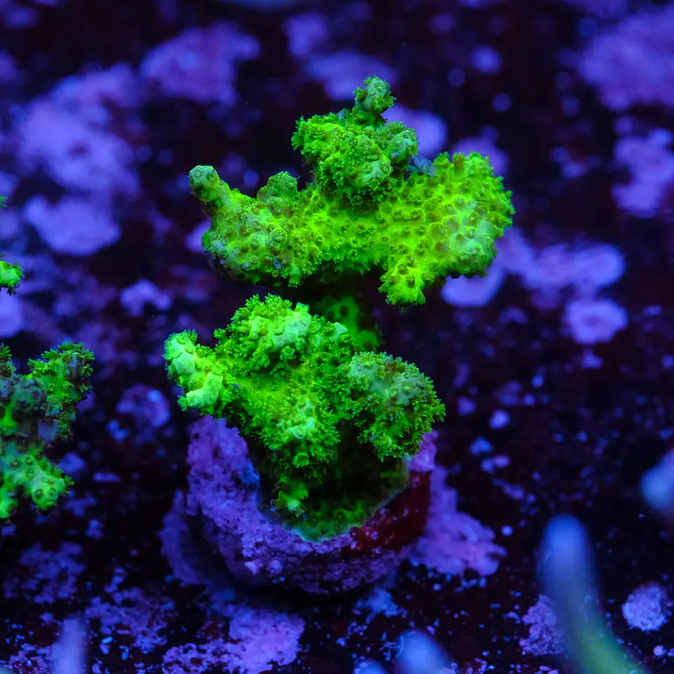 Pocilopora damicornis green 2