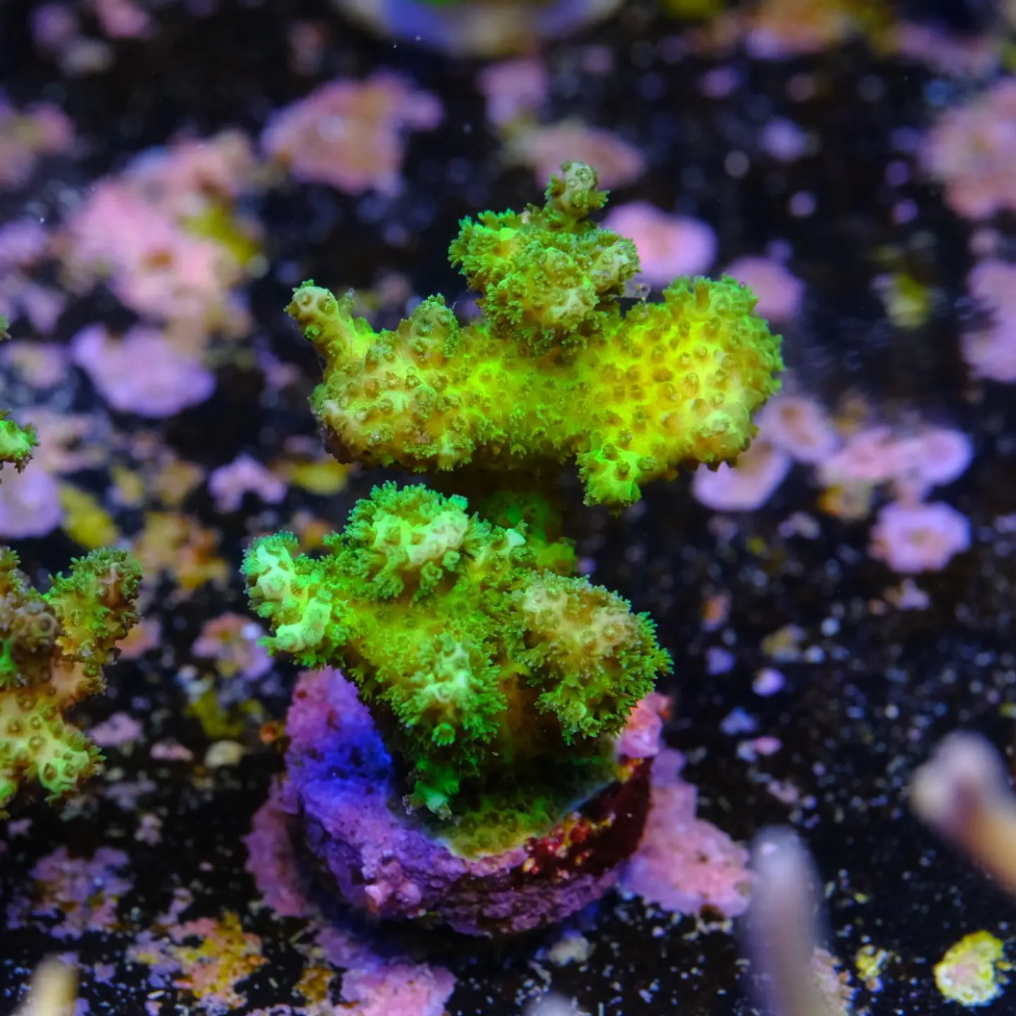 Pocilopora damicornis green 1